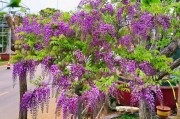 罗兰花（藤花图片大全）