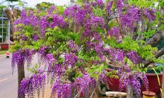 罗兰花（藤花图片大全）