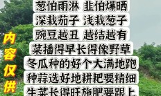 自己种的菜发朋友圈怎么写（自种的菜园心情诗句）