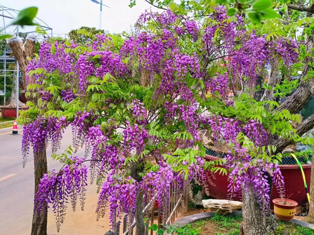 罗兰花(藤花图片大全)